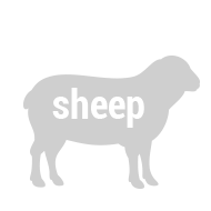 sheep