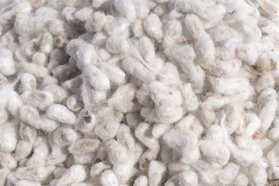 棉籽