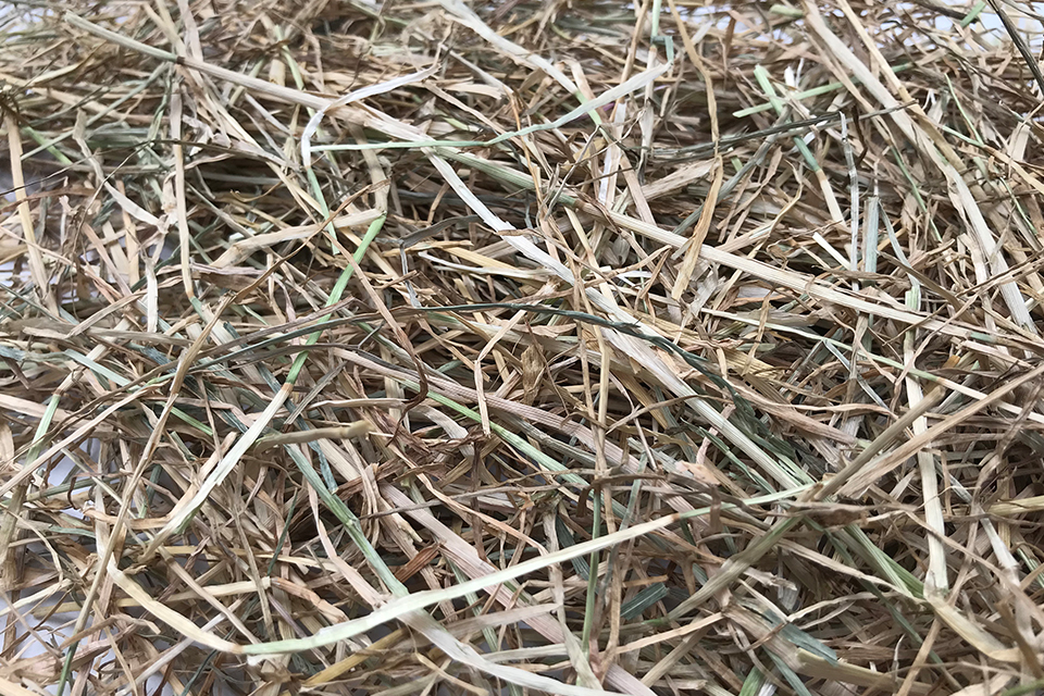 Ryegrass