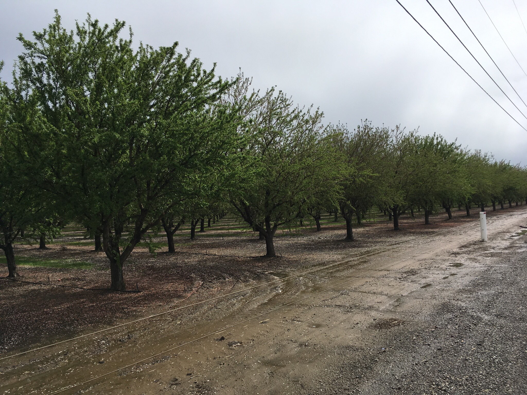 Almond Acres in California is increasing again