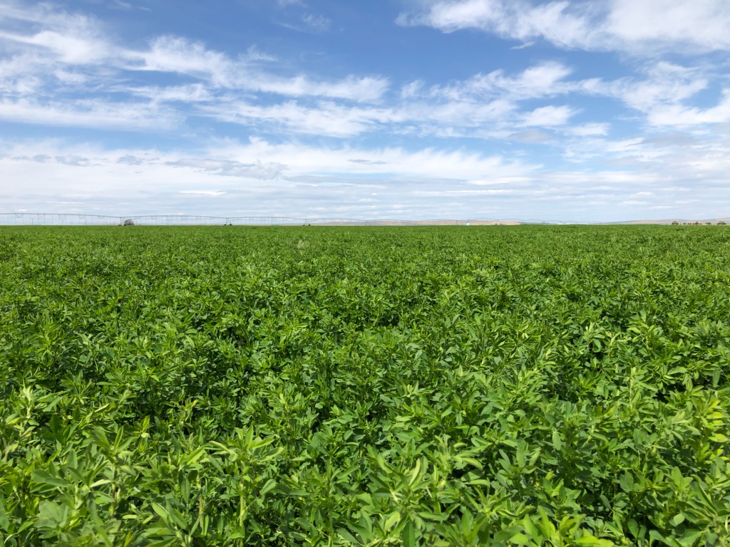 Alfalfa 1st cutting in Washington