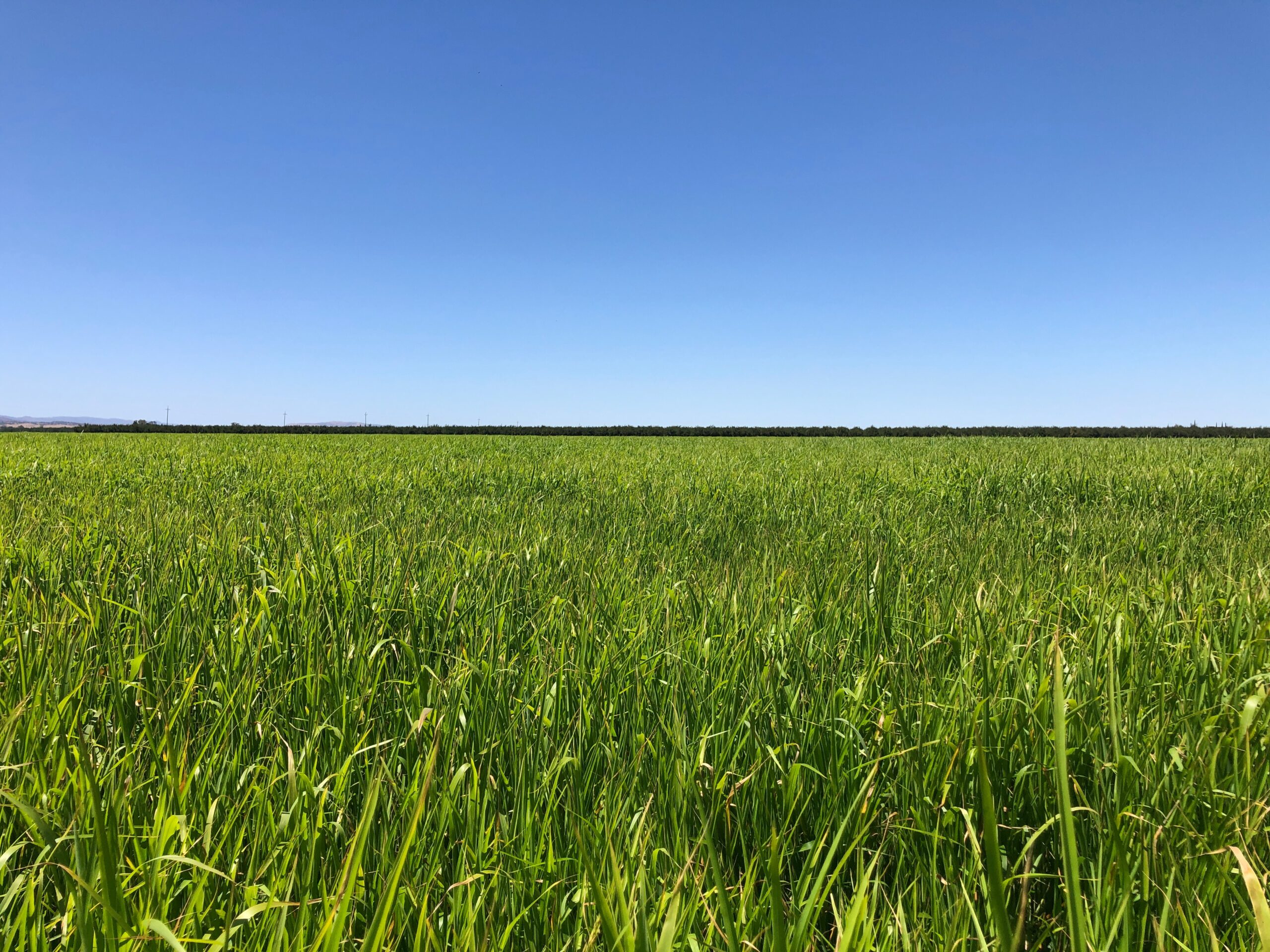 Sudan in North California 北加利福尼亚州的苏丹草