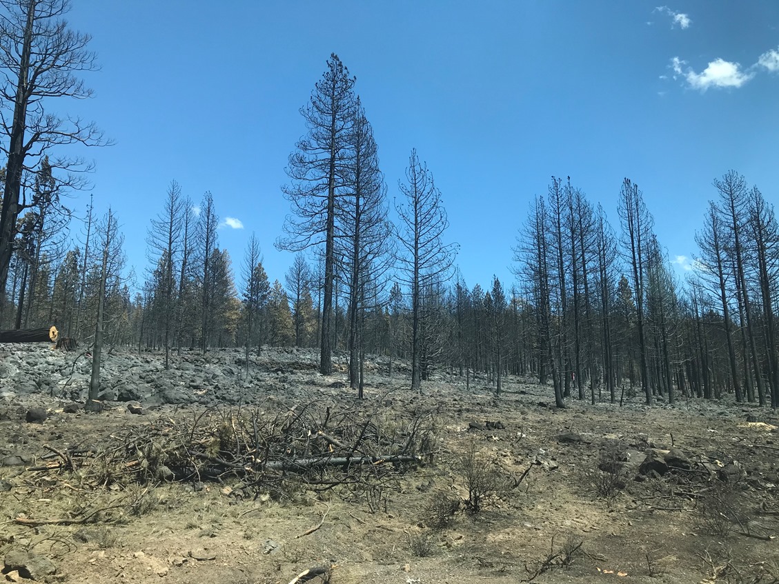 Wildfire in Westcoast 西海岸的野火