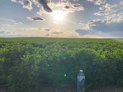 Alfalfa in central basin update哥伦比亚盆地中部的苜蓿